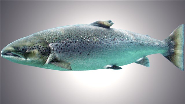 State Officials Close Chinook Salmon Harvest In Oregon River