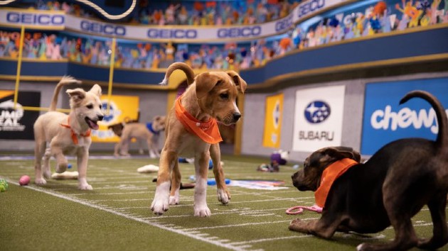 Necessary Ruff-ness: Animal Planet releases lineup for ‘Puppy Bowl XVI’