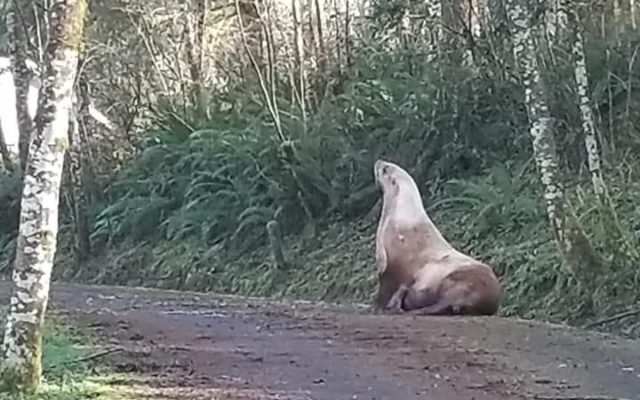 Wayward Sealion Discovered In Castle Rock Miles Away From Rivers