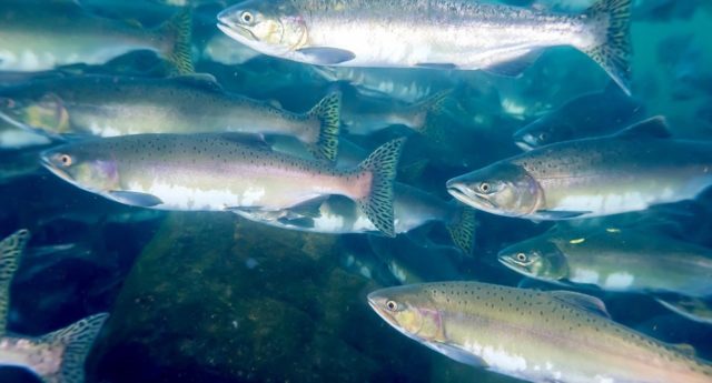 Chinook Returns In Columbia River Could Be Near-Record Low